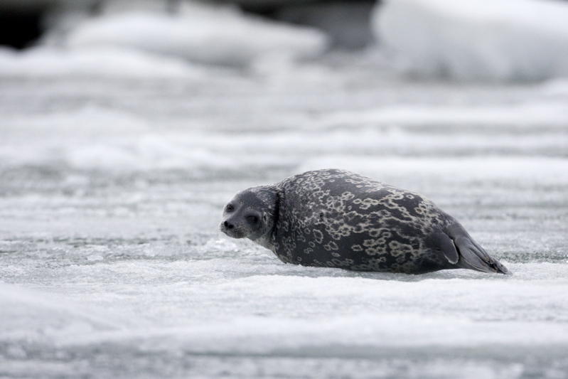 A ringed seal (picture by  Paul Ashton)